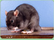 rat control Stocksbridge